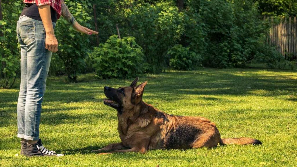 are german shepherds easy to train