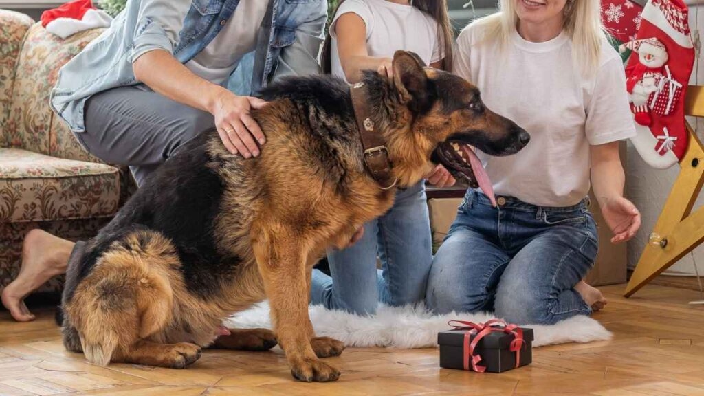 are german shepherds good family dog
