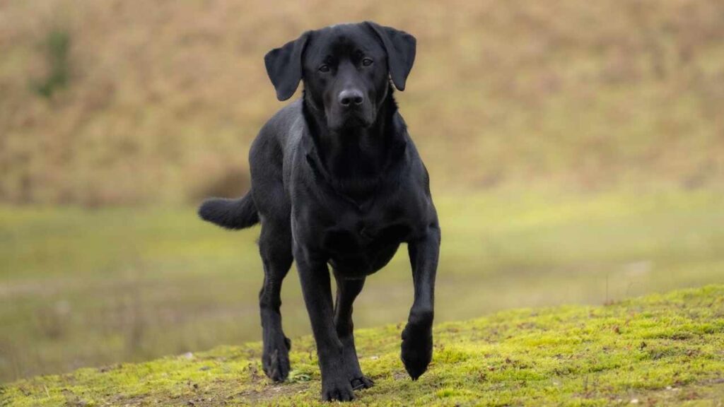 best dogs with cats