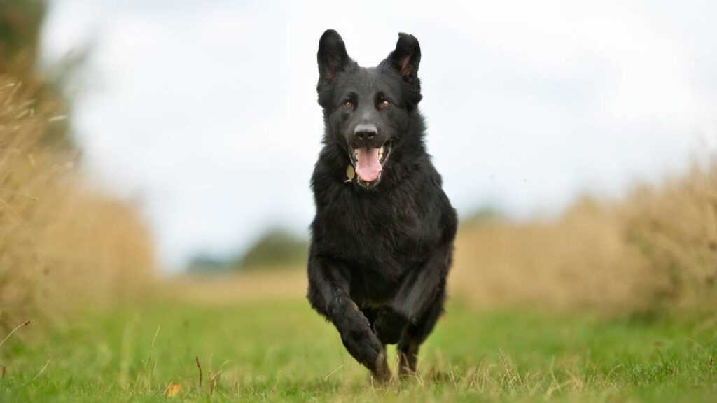 black shepherd dog