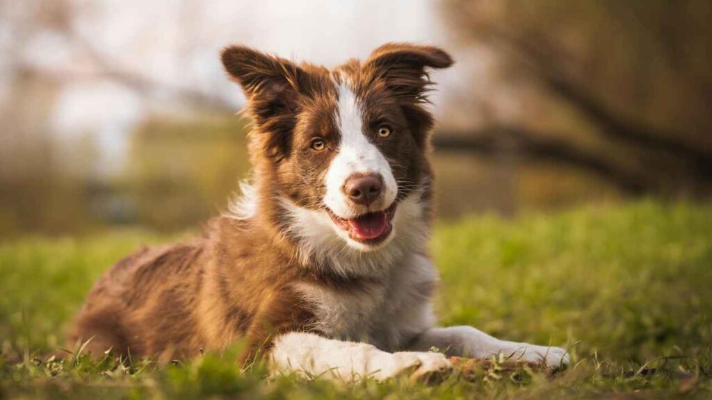 Border-Collie-2