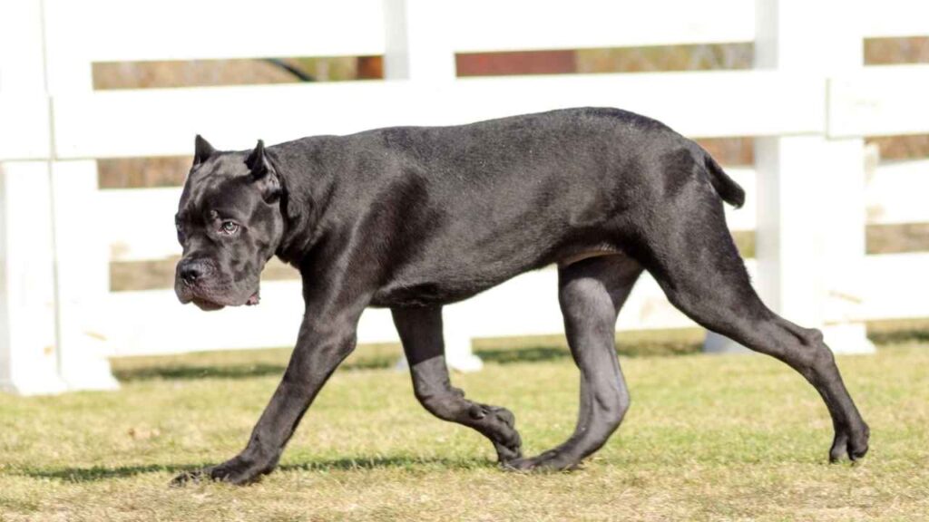 Cane Corso