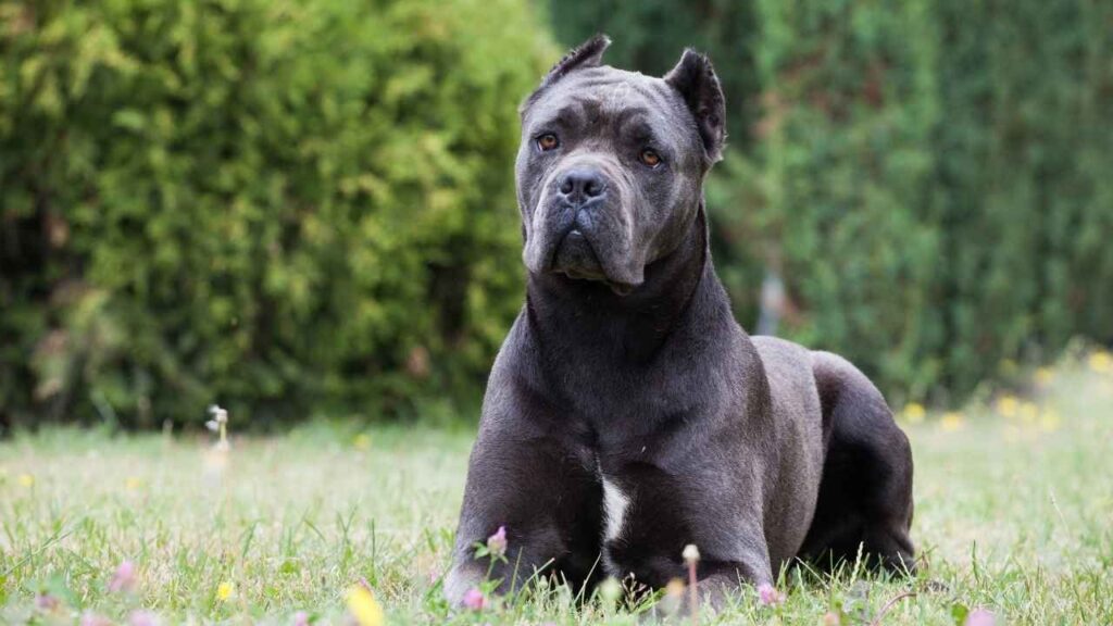 Cane Corso