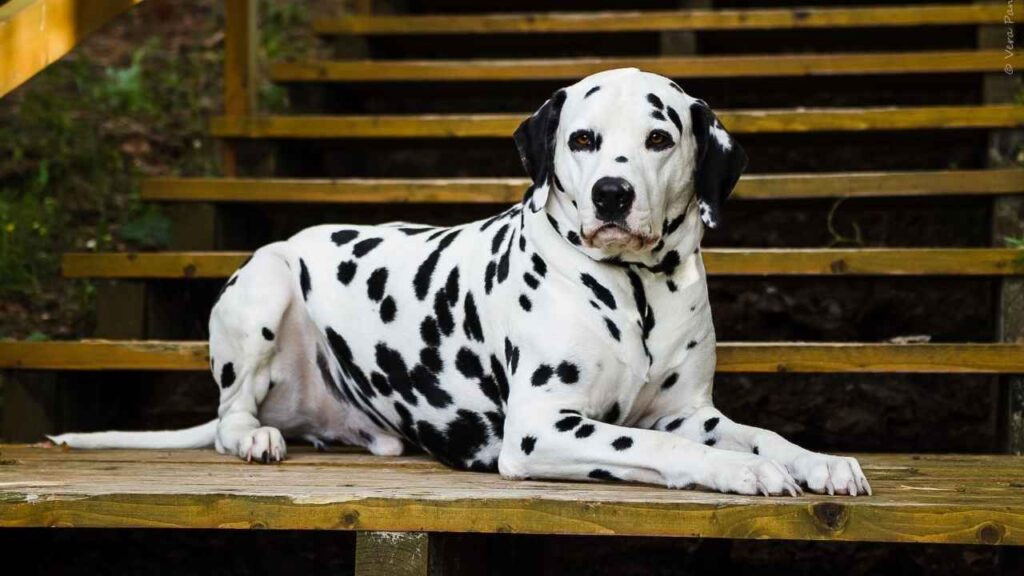 Dalmatian-3-1