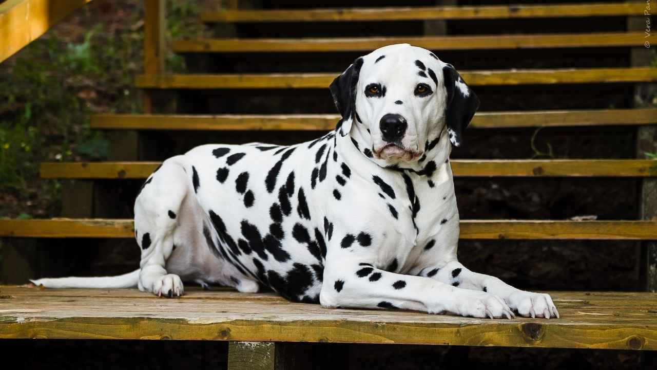 Dalmatian
