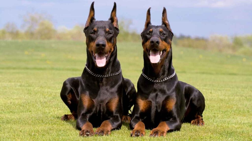 doberman