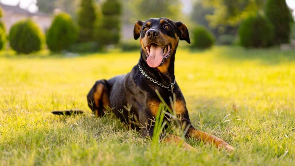 doberman