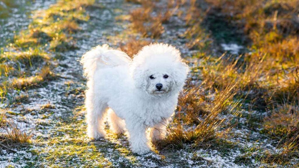 dog breeds that get along with cats
