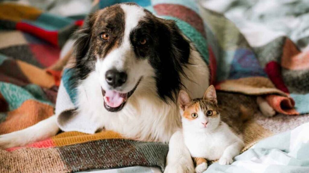 dog-breeds-with-cat