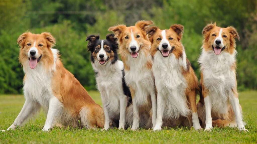 dogs that look like border collies