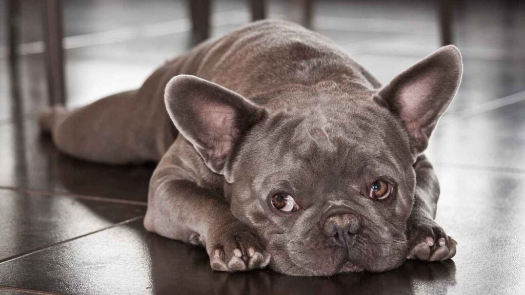 flat-face-dog-breeds-1