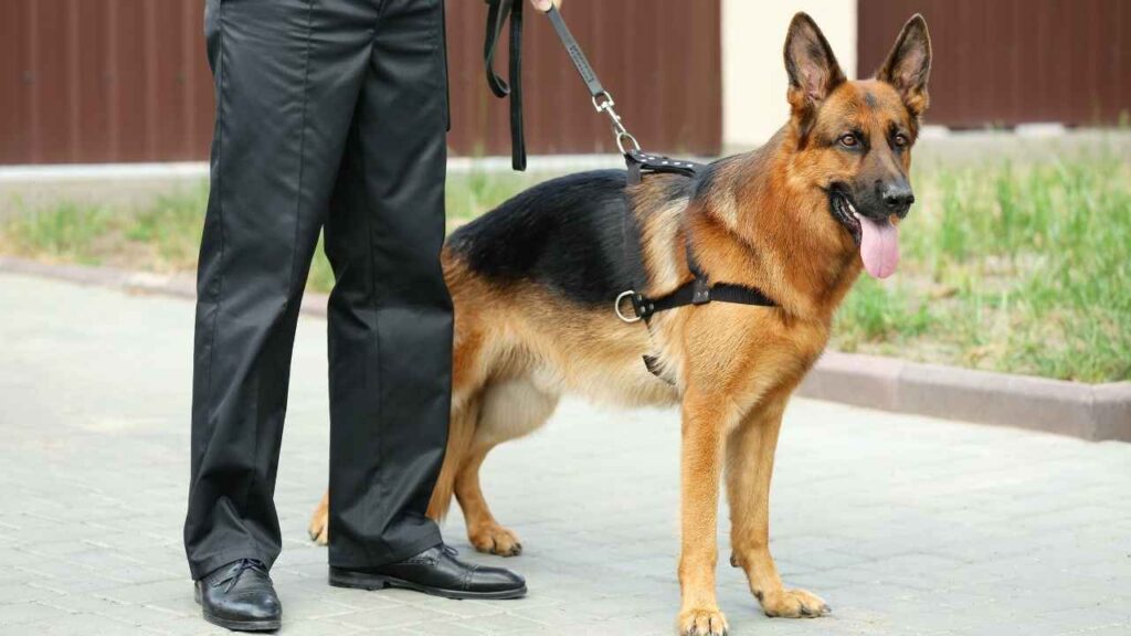 german service dog