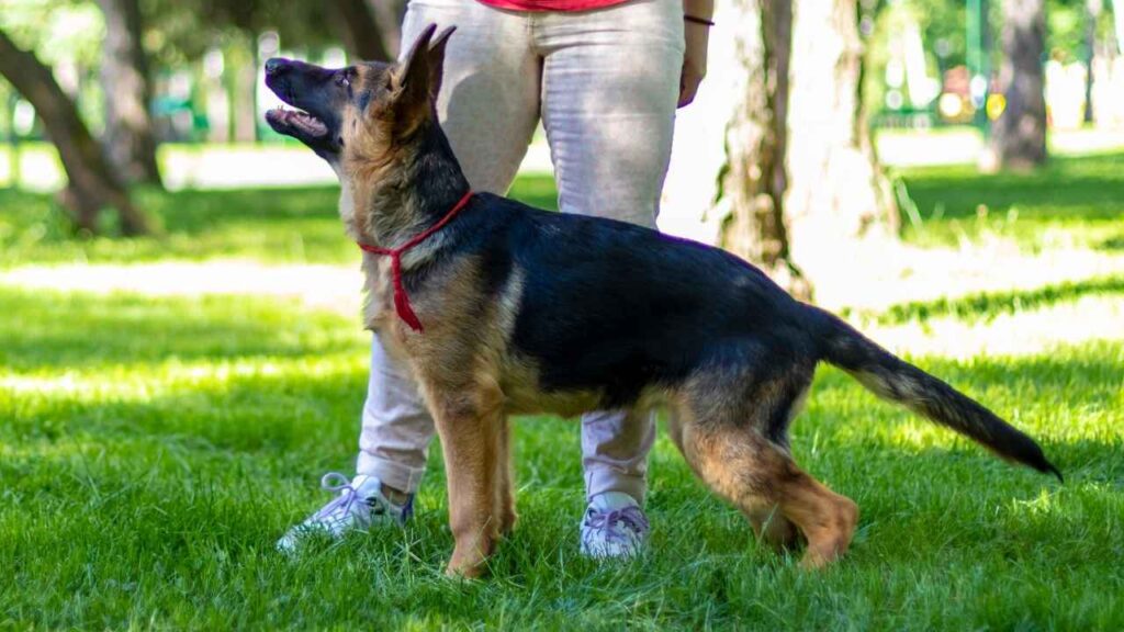 german shepherd Temperament and Personality
