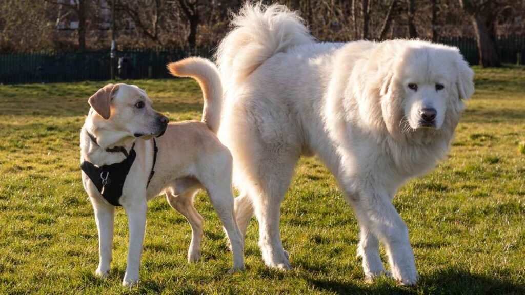 Is-the-Great-Pyrenees-right-for-you