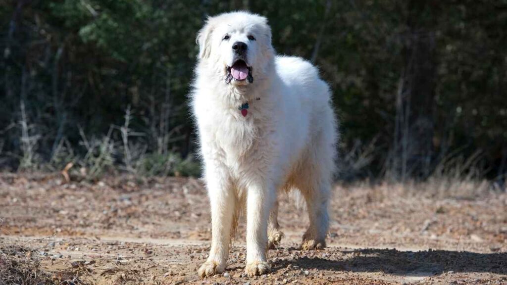 great pyrenees personality
