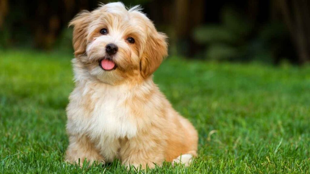 Havanese