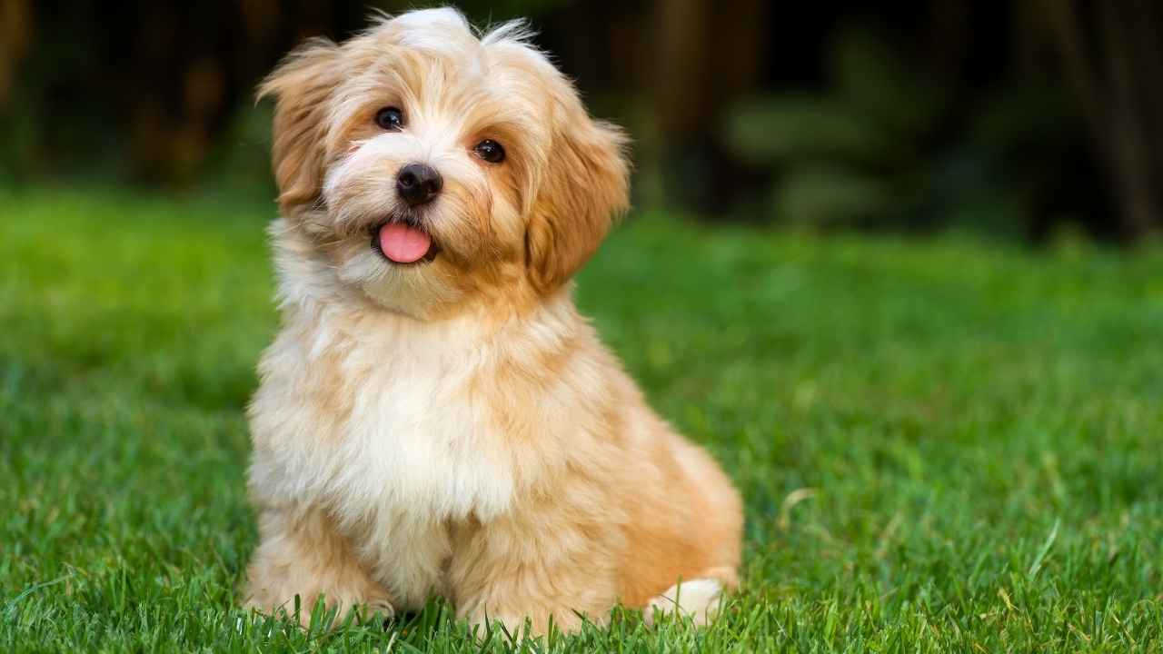 terrier breeds small