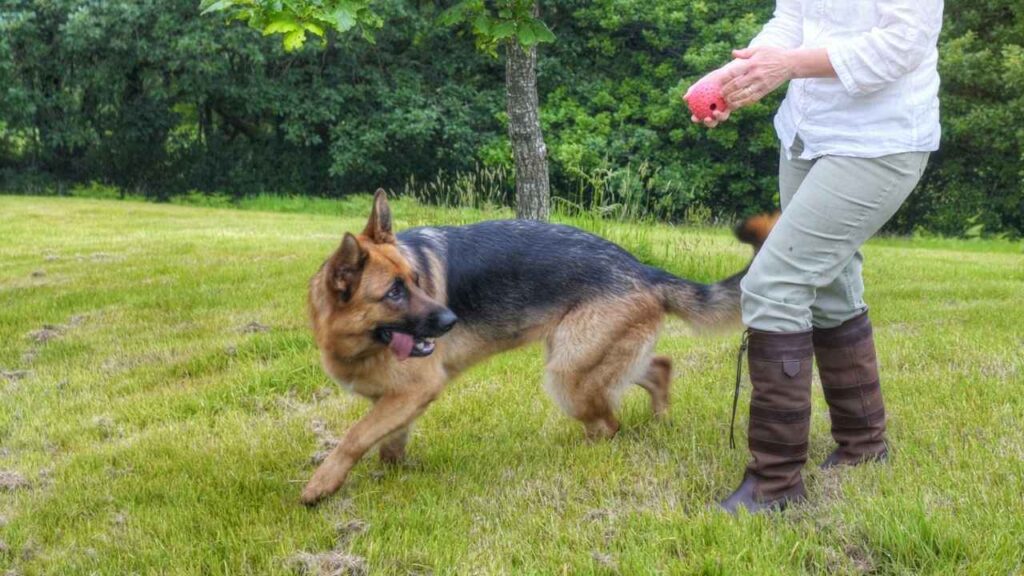 how much exercise does a german shepherd need