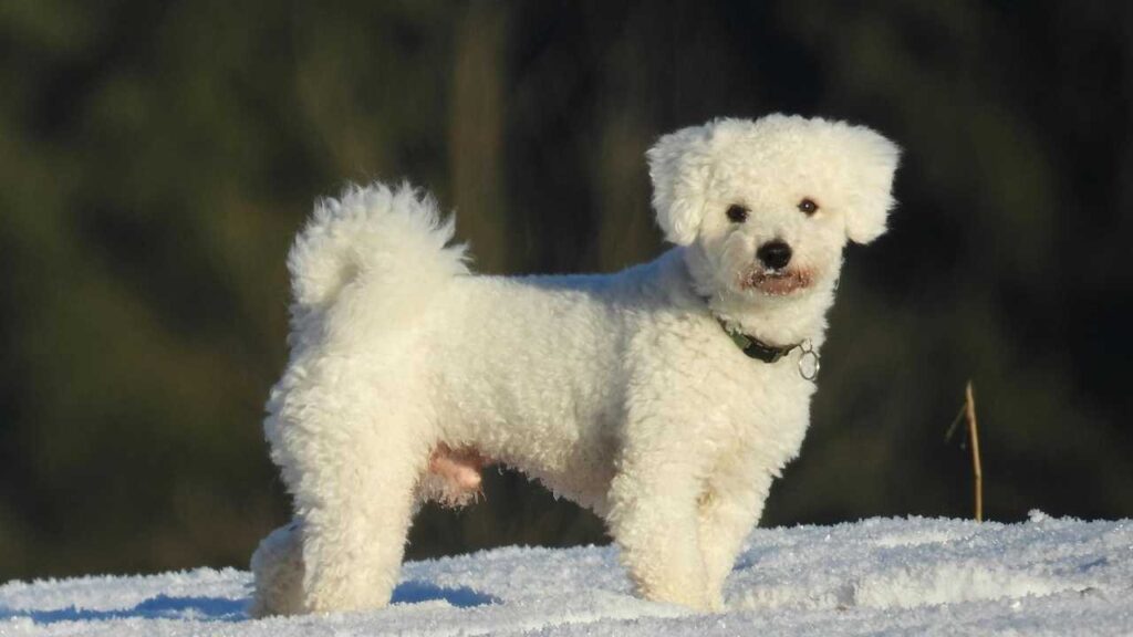 kinds of small dogs