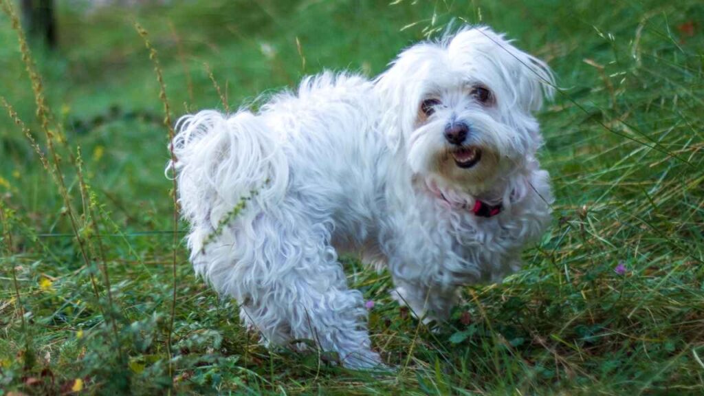 pictures of small dogs