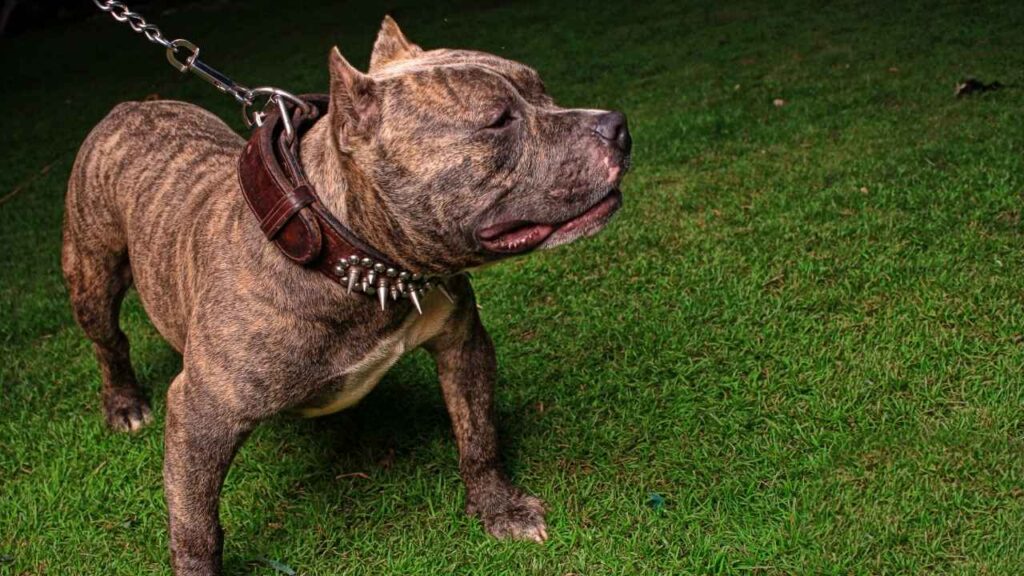 are pitbulls loyal