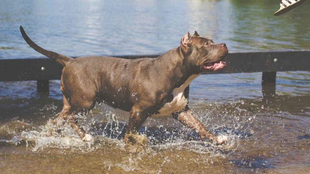 guard pitbulls