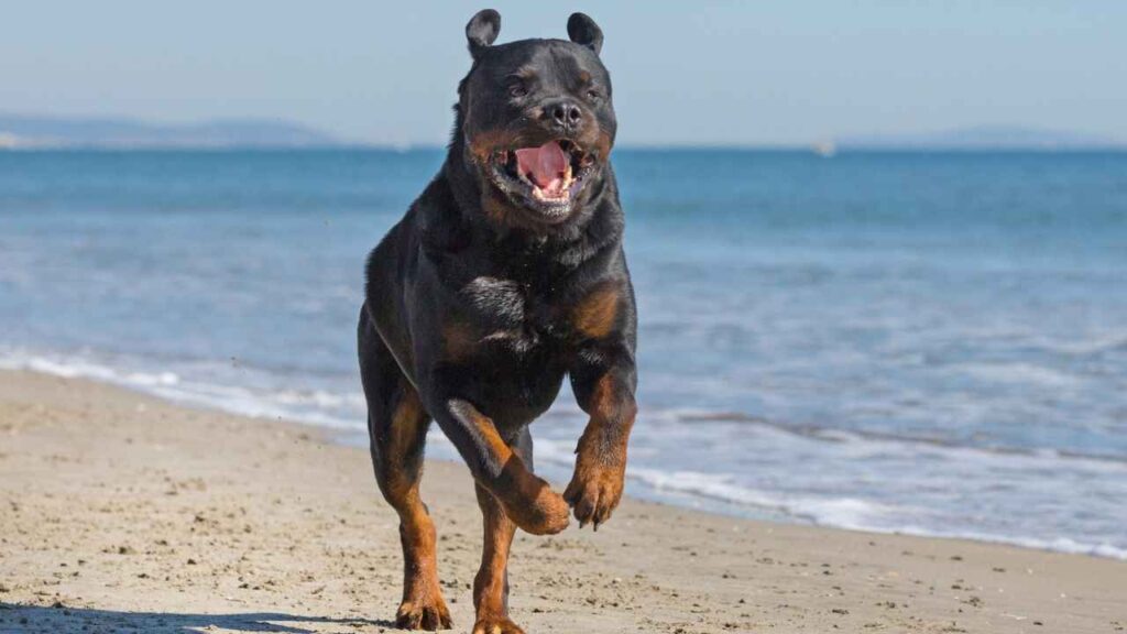 pitbull mix