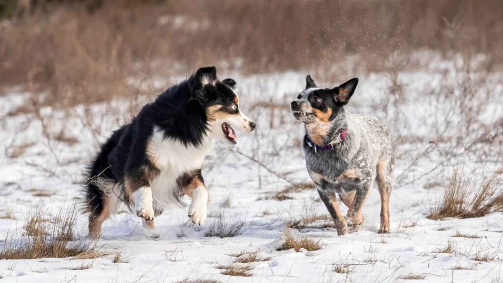 pros and cons of australian shepherd
