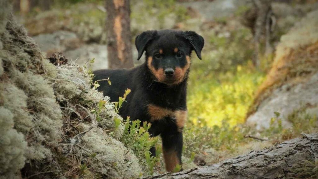 are rottweilers good with kids