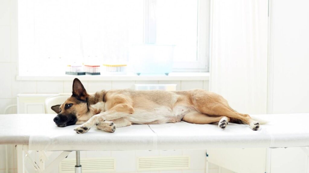 shepherd dog care