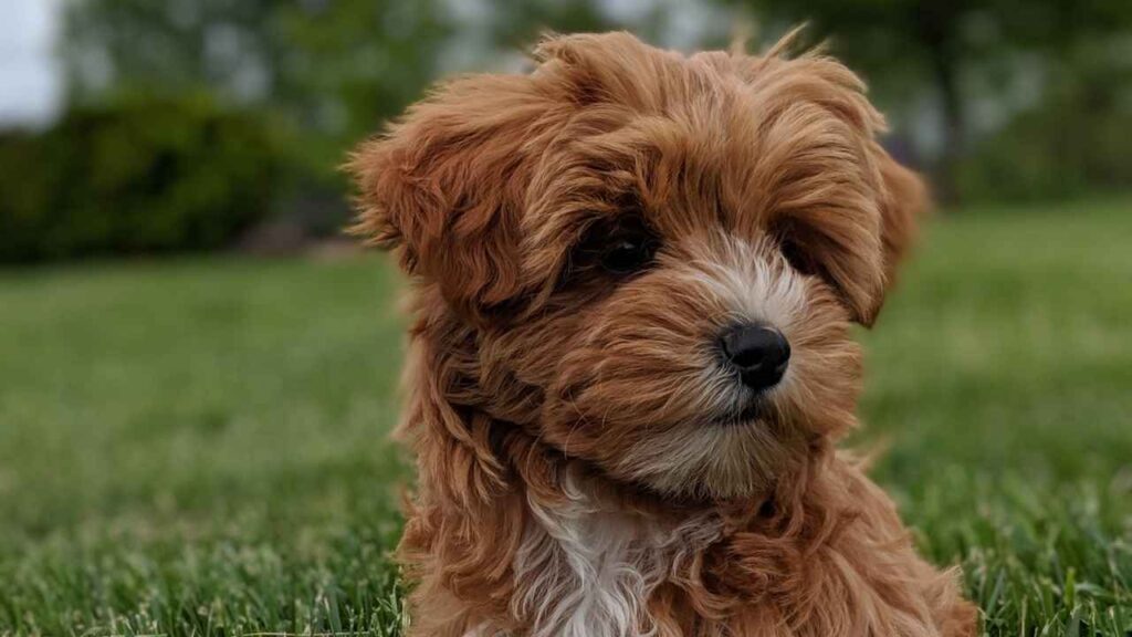 short dog breeds