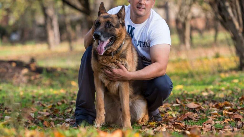 show me pictures of german shepherds