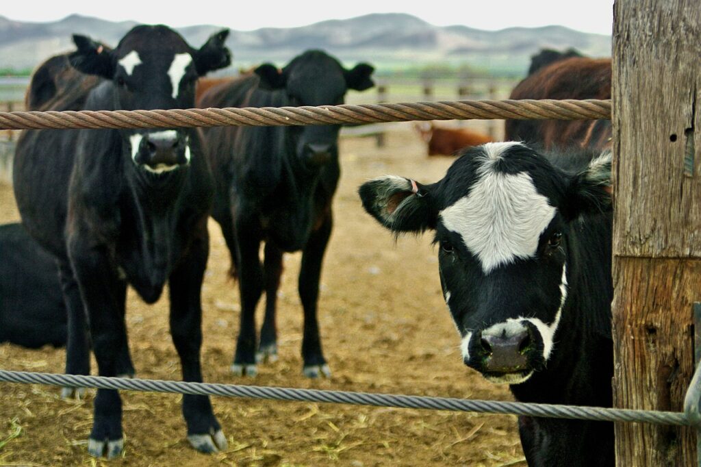 a leading north american producer of cattle