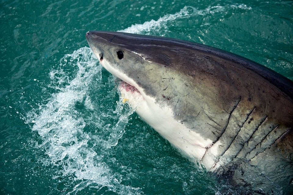 sharks death rate