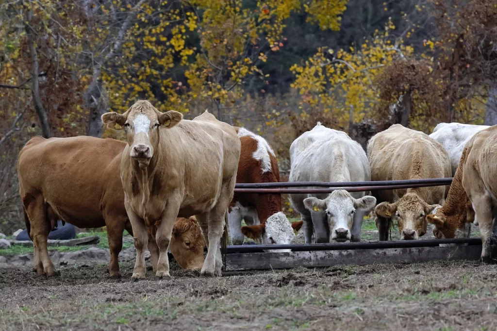 top cattle producing states