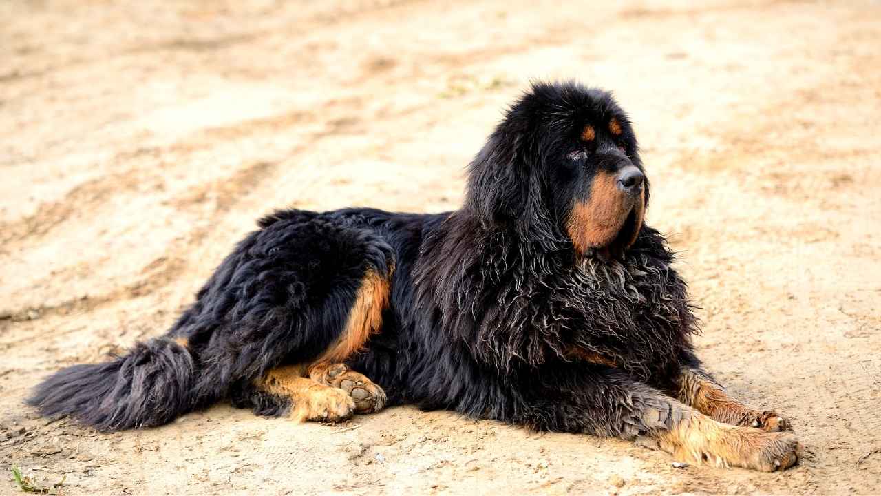 7-longest-living-guard-dog-breeds-ethawi