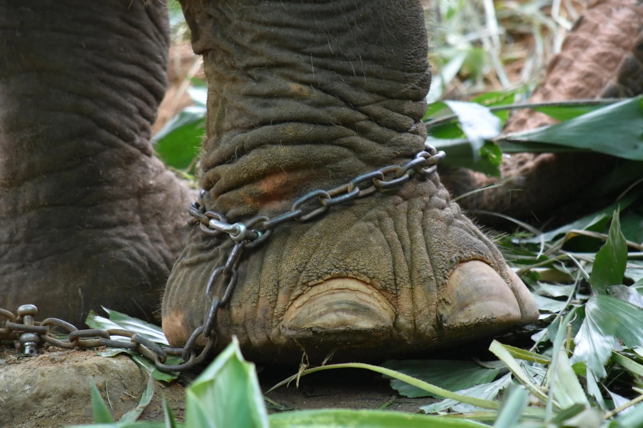 zoo are bad for animals