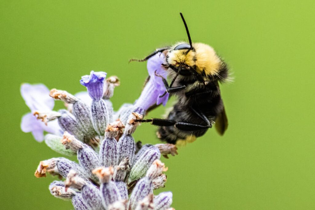 what are bees