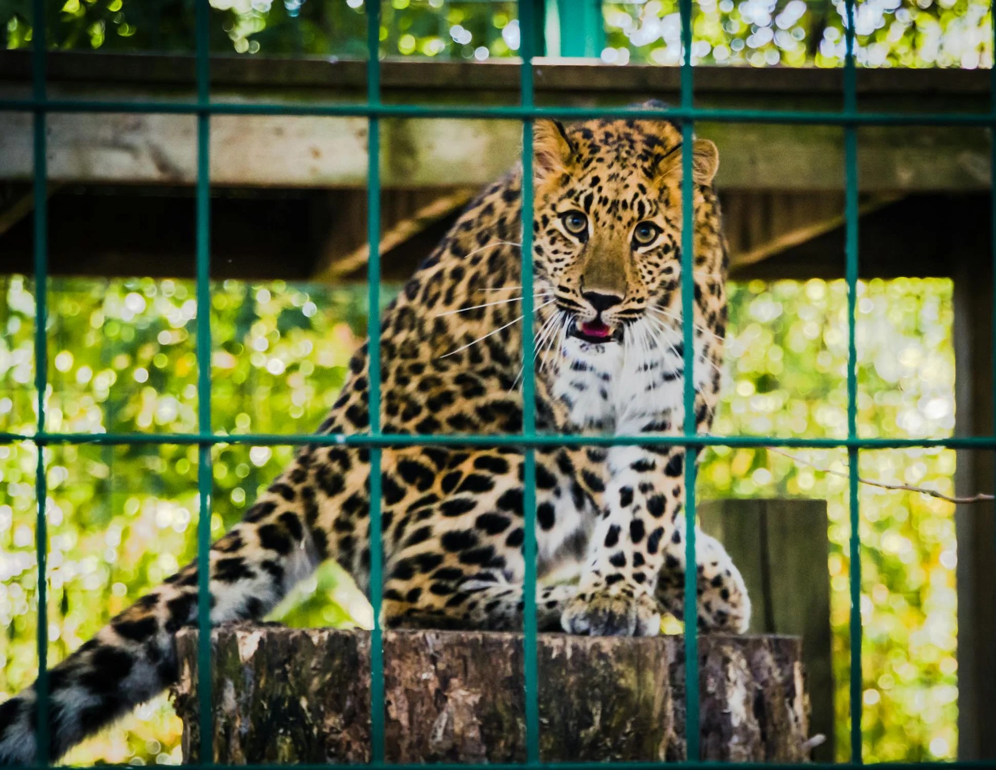 zoo cages
