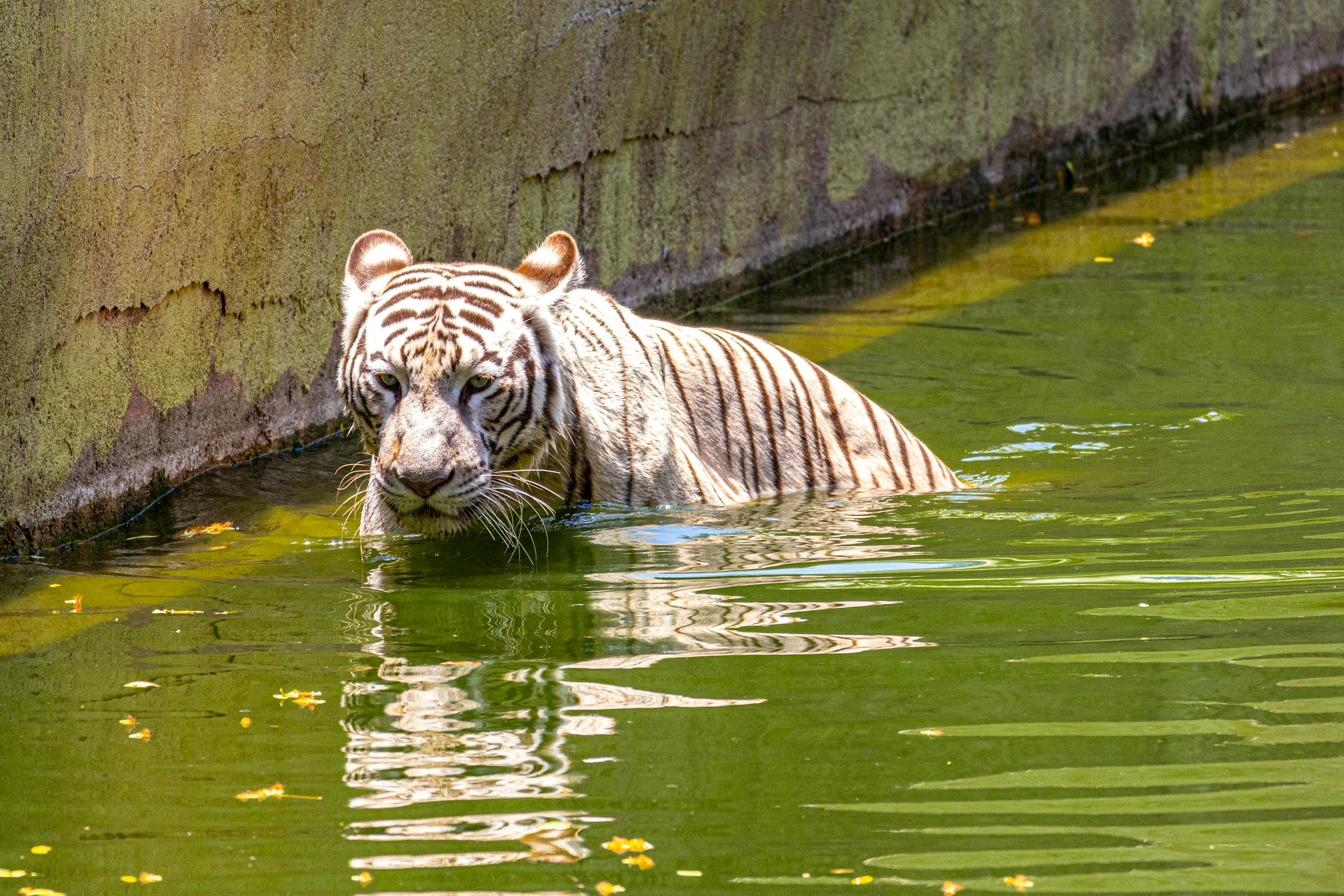 why zoos are bad