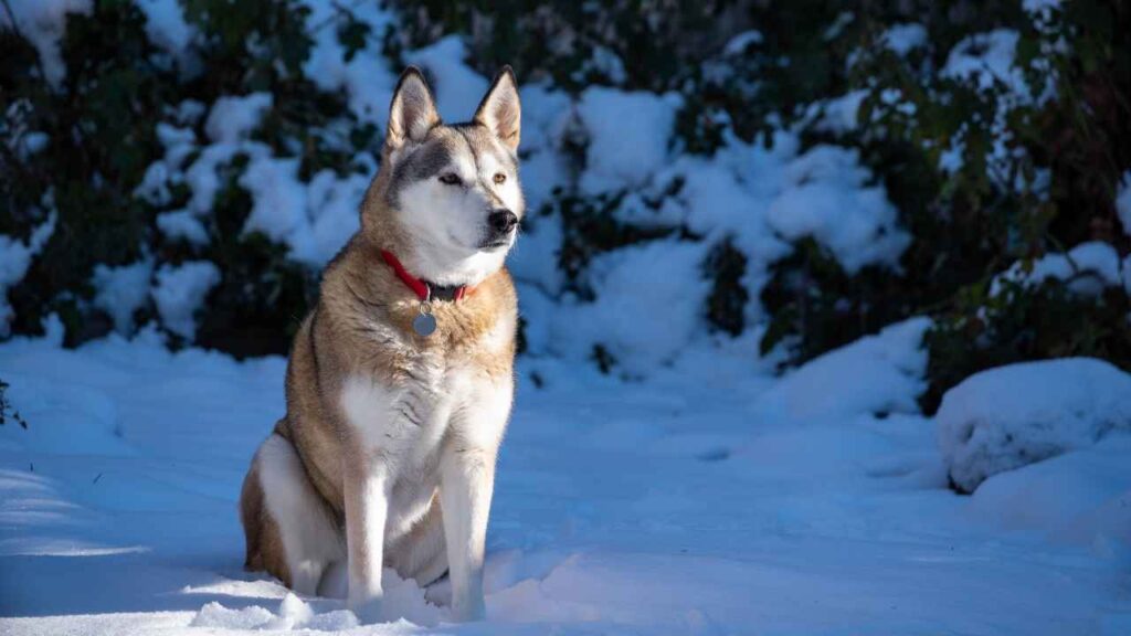 Alaskan Husky