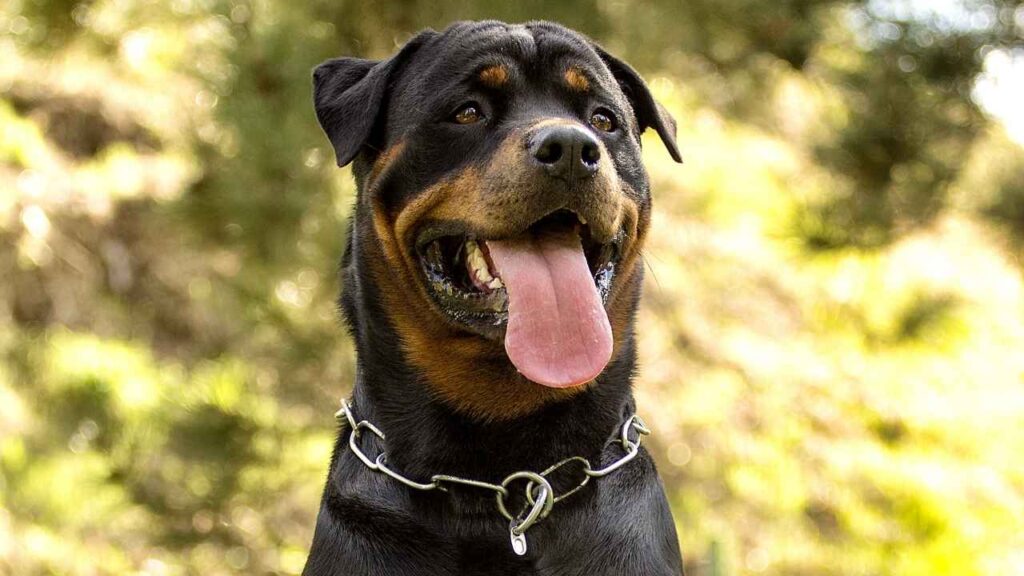 American Rottweiler