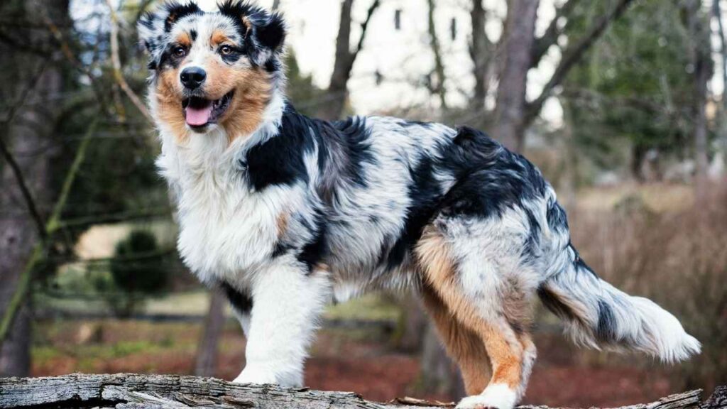 Australian Shepherd
