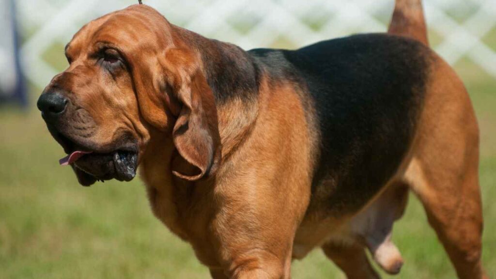 hunting dog breeds list