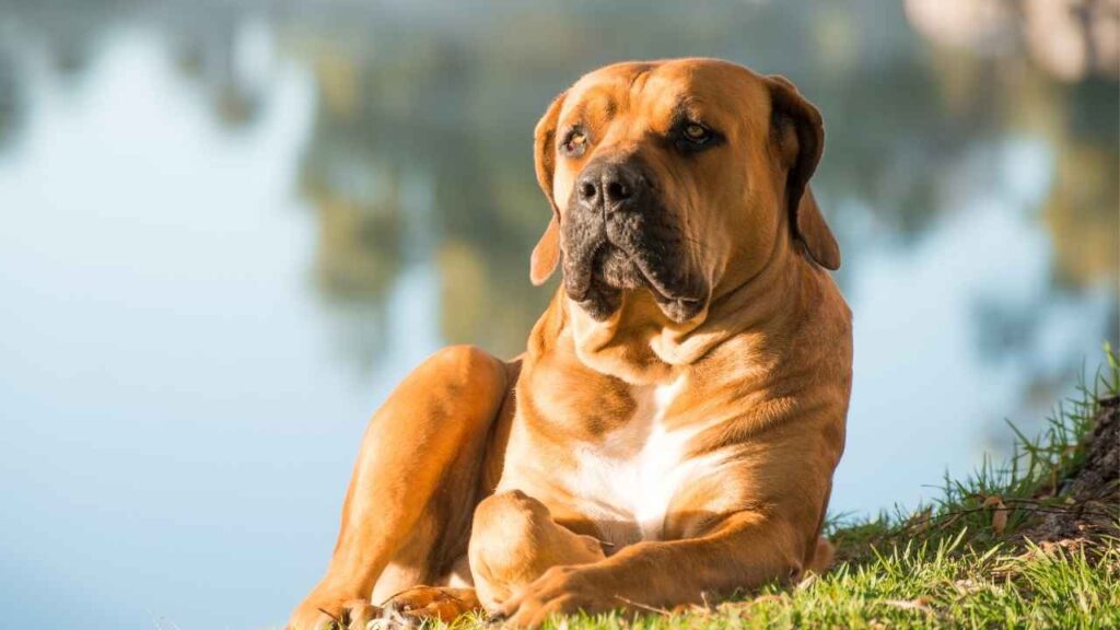 different mastiff breeds