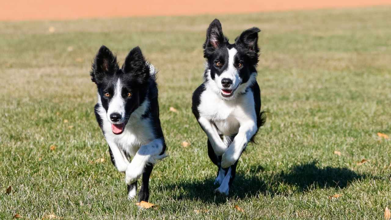 Border collie