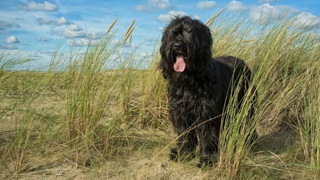 Briard-1