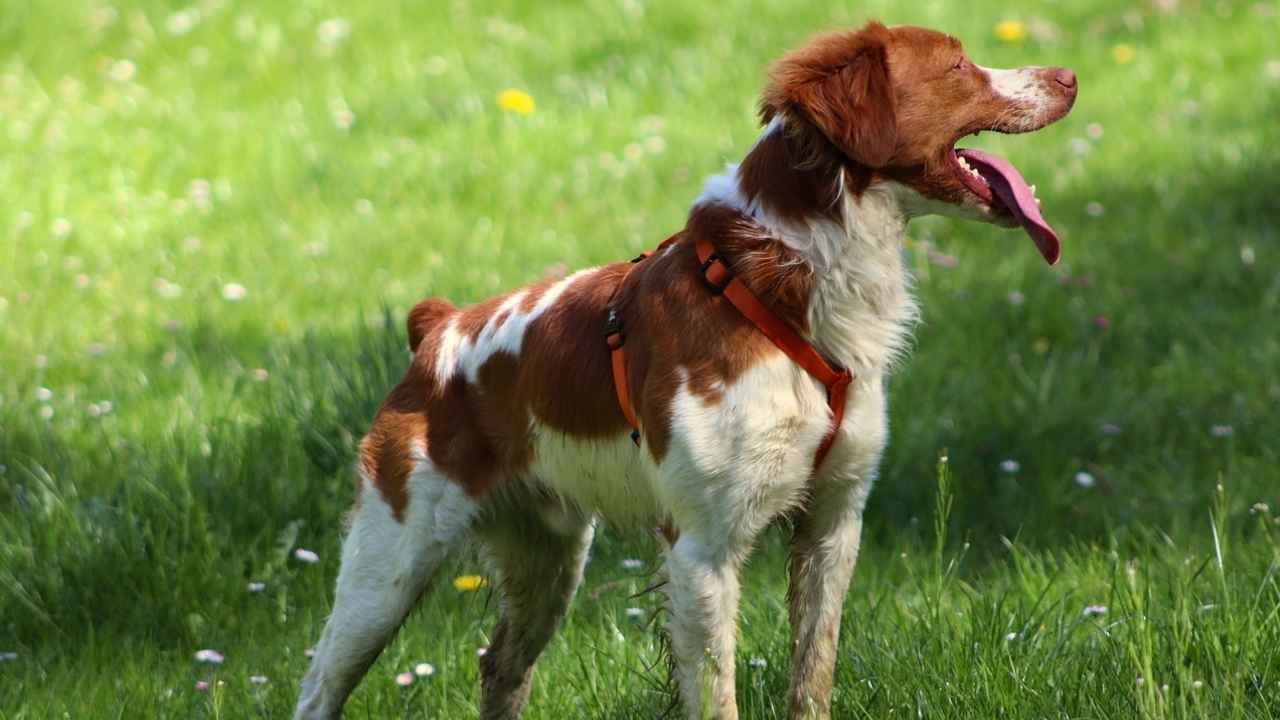 Brittany Spaniel