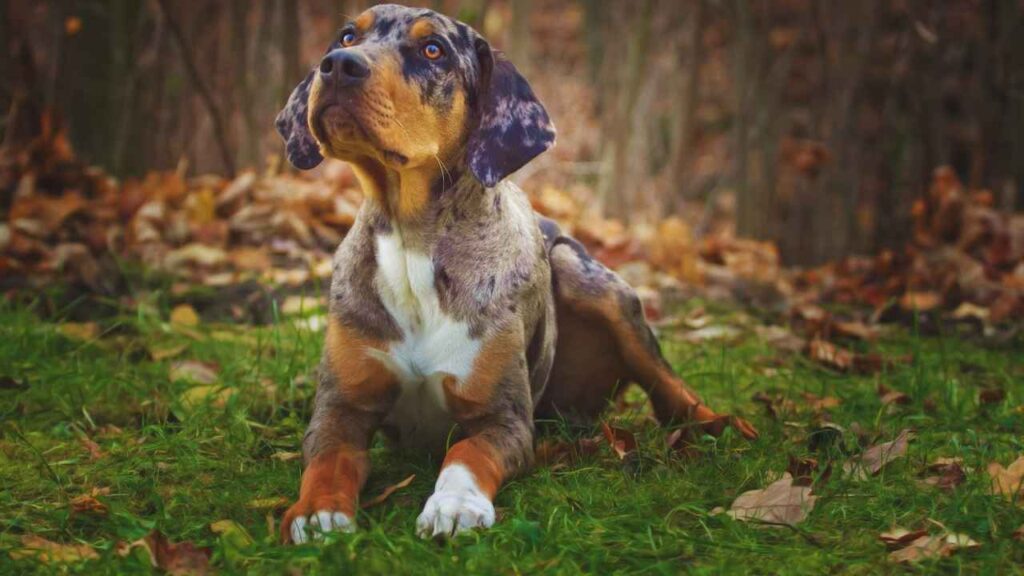 Catahoula Leopard Dog