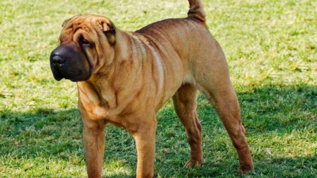 Chinese Shar-Pei